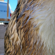 Jetwash - Waterdispenser voor het reinigen van honden